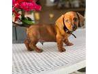 Dachshund Puppy for sale in Mojave, CA, USA