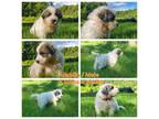 Great Pyrenees Puppy for sale in Charlestown, NH, USA