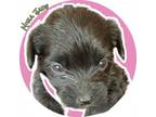 Adopt Mira Jade a Yorkshire Terrier, Poodle