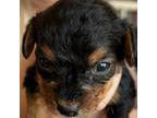 Adopt Maggie May a Yorkshire Terrier, Poodle