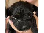 Adopt Mazie Grace a Yorkshire Terrier, Poodle