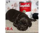 Cocker Spaniel Puppy for sale in Arcadia, OH, USA