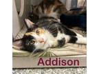 Adopt Addison *Meet me at Chuck and Don's Chanhassen a Domestic Short Hair