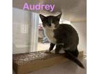 Adopt Audrey *Meet me at Eagan Petsmart* a Domestic Short Hair