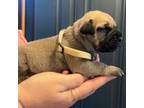 Bullmastiff Puppy for sale in Casa Grande, AZ, USA