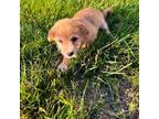 Shiba Inu Puppy for sale in Washington, DC, USA