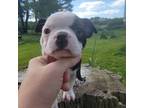 Boston Terrier Puppy for sale in Lucinda, PA, USA
