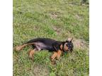 Rottweiler Puppy for sale in Winchester, VA, USA