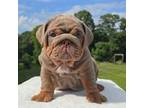 Bulldog Puppy for sale in High Ridge, MO, USA