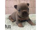 French Bulldog Puppy for sale in Sioux Falls, SD, USA