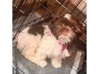 Shih Tzu Puppy for sale in Summerville, SC, USA