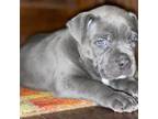Cane Corso Puppy for sale in Woodward, OK, USA