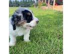 Mutt Puppy for sale in Woodward, OK, USA