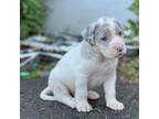 American Mastiff Puppy for sale in New Hartford, NY, USA