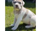 American Mastiff Puppy for sale in New Hartford, NY, USA