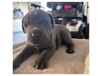 Cane Corso Puppy for sale in Sun City, CA, USA
