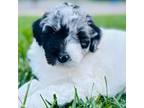 Aussiedoodle Puppy for sale in Big Rapids, MI, USA