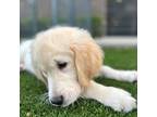 Golden Retriever Puppy for sale in Richardson, TX, USA