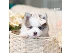 Siberian Husky Puppy for sale in Eagan, MN, USA