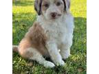 Aussiedoodle Puppy for sale in Bridgewater, NJ, USA