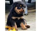 Rottweiler Puppy for sale in Williamson, WV, USA