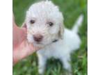 Goldendoodle Puppy for sale in Thomson, GA, USA