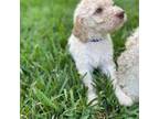 Goldendoodle Puppy for sale in Thomson, GA, USA