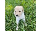 Goldendoodle Puppy for sale in Thomson, GA, USA
