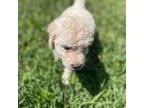 Goldendoodle Puppy for sale in Thomson, GA, USA