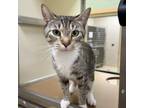 Adopt Maggie Mae a Domestic Short Hair