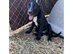 Adopt Brie a Black Labrador Retriever, Pit Bull Terrier