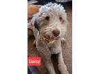 Adopt Daisy a Goldendoodle