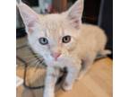 Adopt Uele a Domestic Short Hair