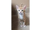 Adopt Cheeto a Domestic Short Hair