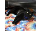 Adopt Stanley a Domestic Short Hair