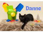 Adopt Danne a Domestic Short Hair