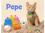 Adopt Pepe a Domestic Short Hair
