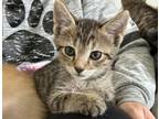 Adopt Madison a Domestic Short Hair