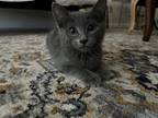 Adopt Meatloaf Sammich a Russian Blue, Domestic Short Hair