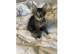 Adopt Tuna Sammich a Tabby, Domestic Medium Hair