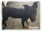 Adopt Rocket a Black Labrador Retriever, Border Collie