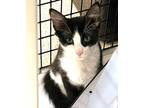 Adopt Kitten Sammy a Domestic Short Hair