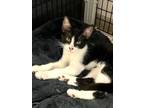 Adopt Kitten Snickers a Domestic Short Hair