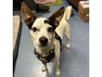 Adopt Stromboli a Jack Russell Terrier, Mixed Breed