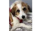 Adopt Frodo a Jack Russell Terrier