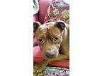 Adopt ZEUS- DOG CAT AND KID FRIENDLY a Pit Bull Terrier