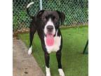 Adopt Thor a Great Dane, Boxer