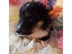 Shetland Sheepdog Puppy for sale in Lebanon, MO, USA