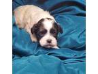 Shih-Poo Puppy for sale in Vinemont, AL, USA