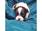 Shih-Poo Puppy for sale in Vinemont, AL, USA